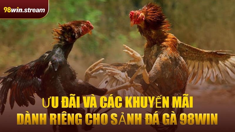 Ưu đãi và các khuyến mãi dành riêng cho sảnh Đá Gà 98WIN